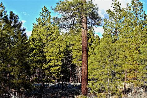 Kaibab National Forest 02 Mixed Media by Gayle Berry - Fine Art America