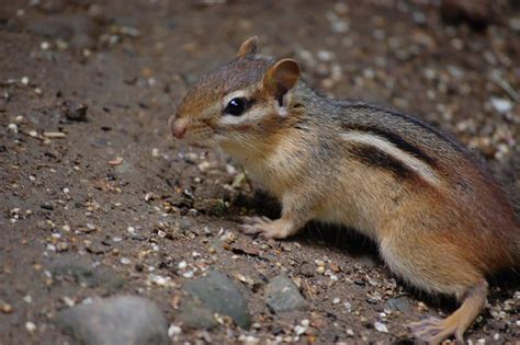 Chipmunk Droppings 101: Identification & Dangers [with Pictures]