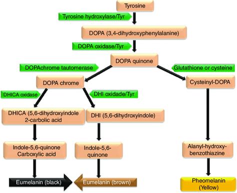 2 Melanin biosynthesis pathway | Download Scientific Diagram