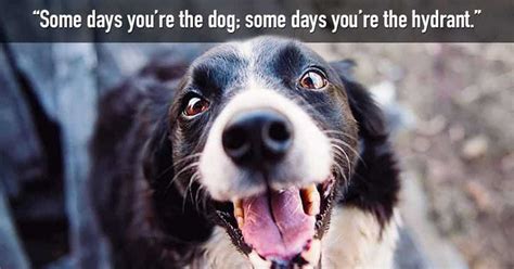 70+ Funny Dog Quotes and Sayings - My Dog's Name