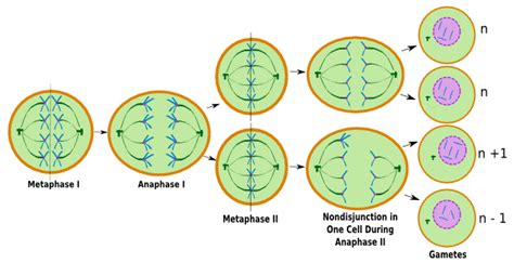 Nondisjunction in Meiosis: Definition & Examples - Video & Lesson ...