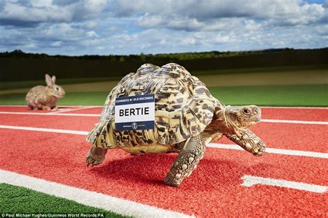 Bertie breaks Guinness World Record for the fastest tortoise | Daily Mail Online