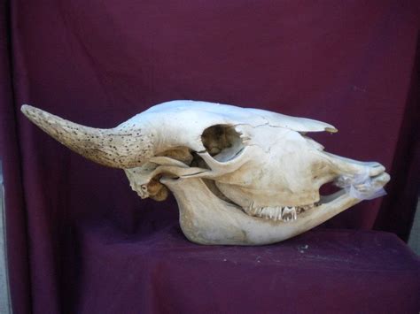 Buffalo Skull Side View by Minotaur-Queen on DeviantArt