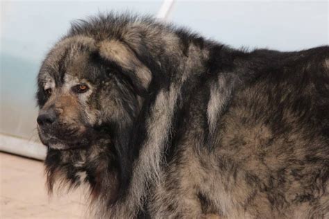 How Caucasian shepherd is great with children? Caucasian Shepherd can ...