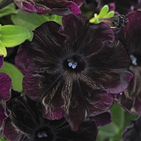 17 Best Types of Black Flower Plants To Grow