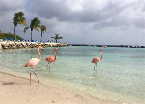 Renaissance Aruba Private Island: A Top Luxury Experience