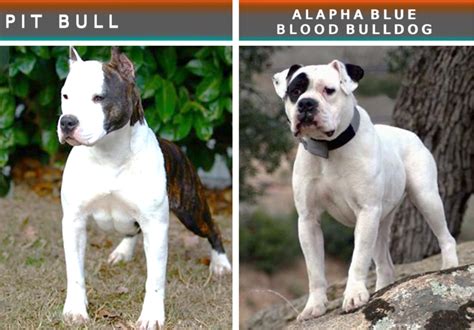 15 Dog Breeds That Look Like the Pit Bull Terrier - PetHelpful