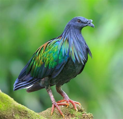 The Nicobar pigeon (Caloenas nicobarica) is a pigeon found on small islands and in coastal ...