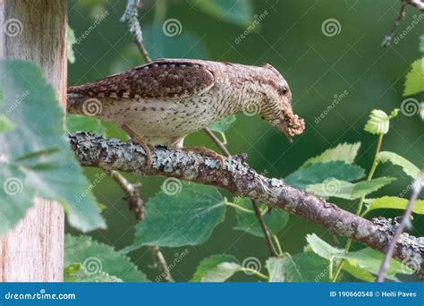 Eurasian Wryneck or Northern Wryneck Jynx Torquilla is a Species of Wryneck in the Woodpecker ...