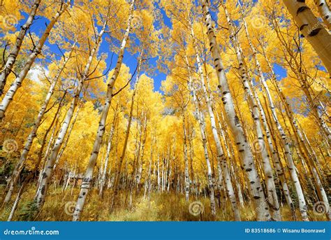 Aspen Tree Fall Foliage Color in Colorado Stock Photo - Image of ...