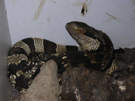 White Throated Monitor – Varanus albigularis | Reptiliana: Ultimate ...