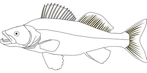 Walleye fish drawing free image download