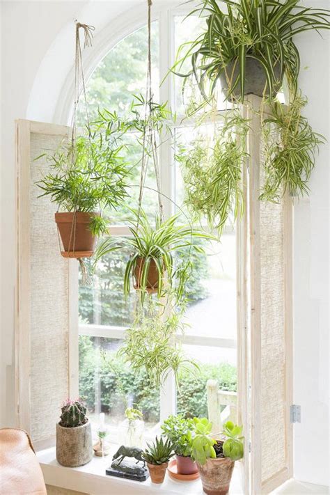 14+ Hang Plants Window | ShushanahHerman