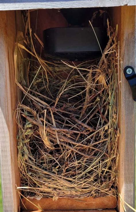 Eastern Bluebird Nesting Habits: The Complete Guide