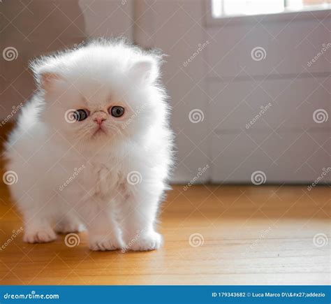 Young white persian kitten stock photo. Image of indoor - 179343682