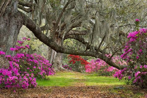 Plantation Gardens In Charleston Sc | Beautiful Flower Arrangements and ...