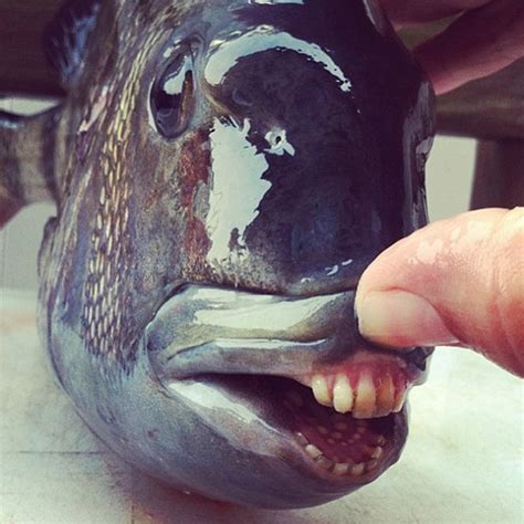 Sheepshead Fishes’ Human-Like Teeth Look Funny And Terrifying At The Same Time