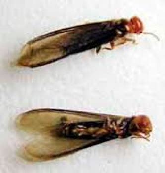 Different Types of Termites | Mariners Pest Control Blog