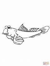 Walleye coloring Pages sketch template
