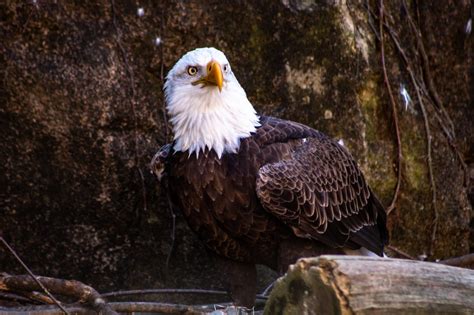 Characteristics Of The Eagle, Its Habitat, And Majestic World - Wowtovisit