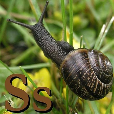 Pin by Poppy Marsom on Snails | Snail, Animals, Fancy