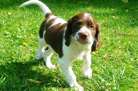 French Spaniel Info, Temperament, Puppies, Pictures