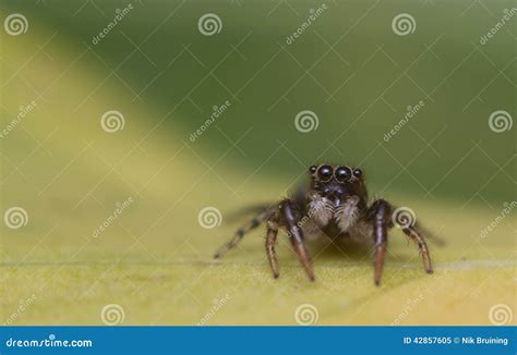 Baby jumping spider stock image. Image of scary, closeup - 42857605