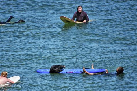 Notorious ‘surfing sea otter’ evades capture in Santa Cruz