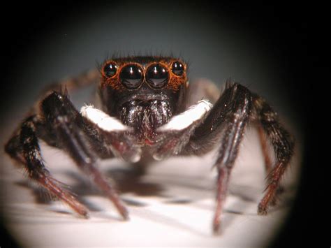 Jumping Spiders' Unique Vision Revealed | Live Science