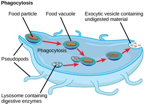 4.8B: Lysosomes - Biology LibreTexts