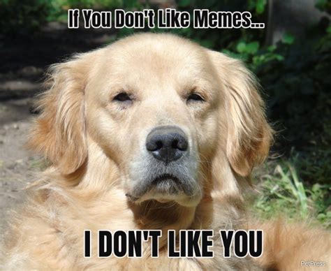 If you don't like meme? angry golden retriever meme - PetPress