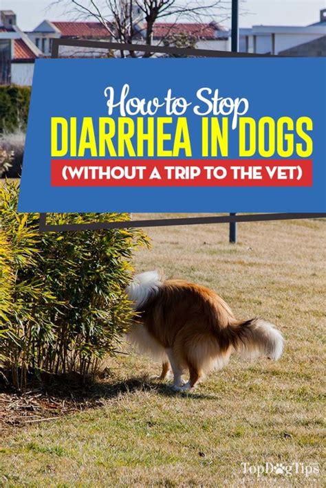 How to Stop Diarrhea in Dogs Without a Trip to the Vet (Step-by-Step)