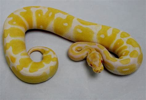 Het Albino Ball Python