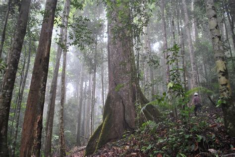 Hutan Hujan Dilestarikan Pada Tingkat Tertinggi dalam 30 Tahun di Indonesia - GOODSHOT.ID