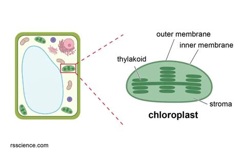 Chloroplast Function and Structure - Solar Panels - Rs' Science