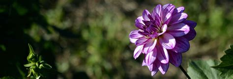 flower, dahlia, nature, plants - Coolwallpapers.me!