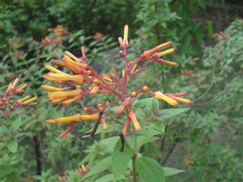 Firebush Seed Propagation – Learn How To Plant Firebush Seeds