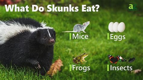 Skunk - A-Z Animals