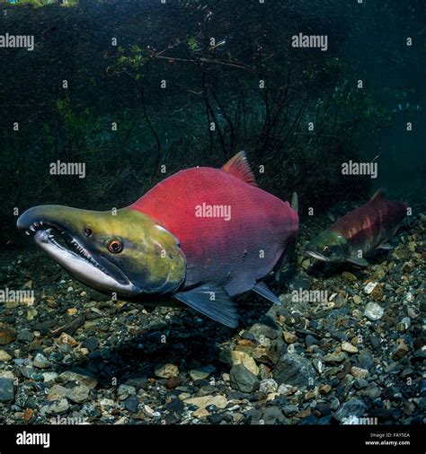 Spawning sockeye salmon hi-res stock photography and images - Alamy