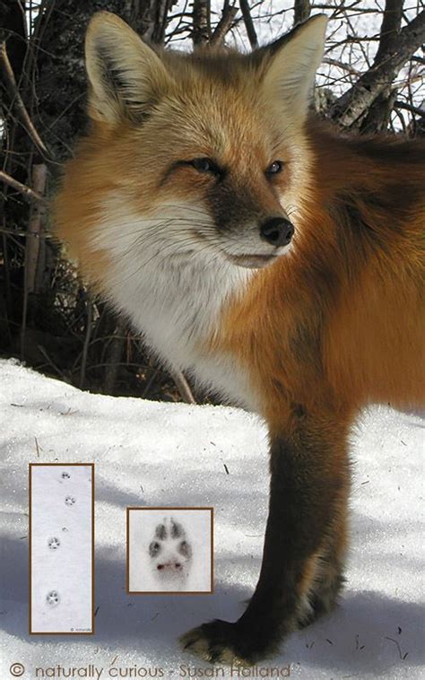 red fox tracks in snow | Fox tracks in snow, Animal footprints, Animal ...