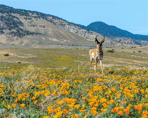 Tejon Ranch Conservancy - California Council of Land Trusts