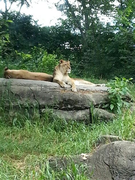 Pittsburgh Zoo | Pittsburgh zoo, Pittsburgh, Zoo