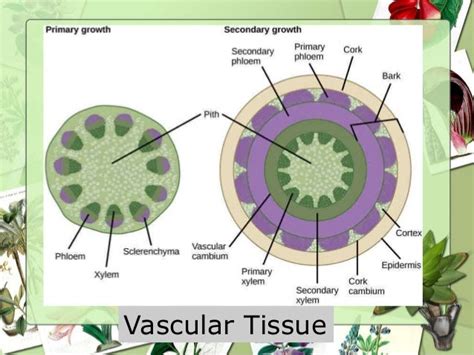 Vascular Tissue