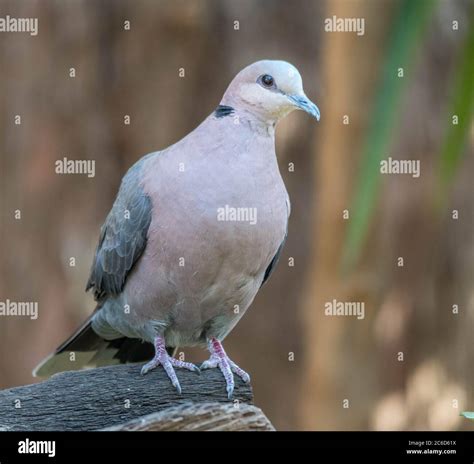 A red-eyed dove is a common species garden bird in Gauteng province on the Highveld in South ...