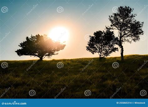 Beautiful Sunset with Oak Tree Silhouettes Stock Photo - Image of nature, horizon: 255865314