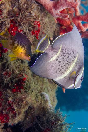 Chris Higgs Photography | Underwater | Juvenile French Angelfish 4