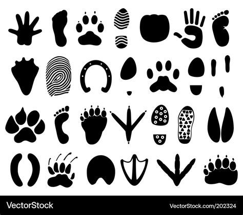 Animal tracks Royalty Free Vector Image - VectorStock