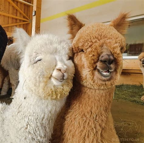 Why do alpacas smile or grin a lot? – Michael Broad