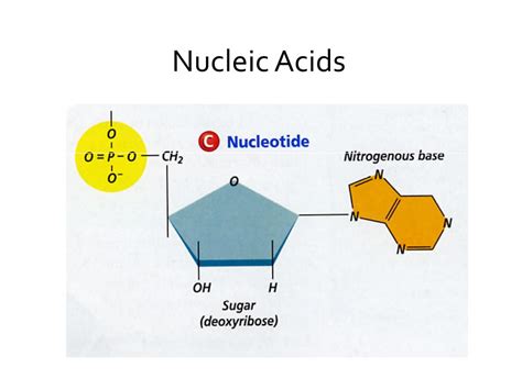 PPT - Nucleic Acids PowerPoint Presentation, free download - ID:6150493