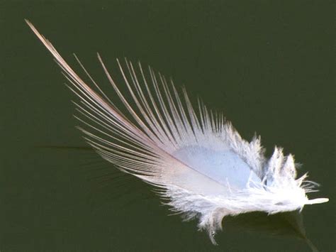 Great Blue heron feather | Project Noah